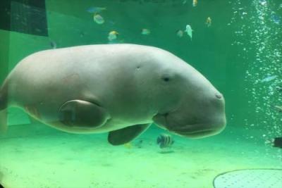 【三重】鳥羽水族館（イメージ）/社員撮影