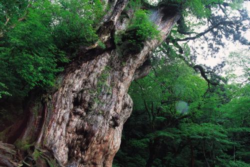 Gotoトラベル事業支援対象 フリーチョイス 屋久島 縄文杉ヤクスギランドへの登山口に近く 観光の拠点に便利な 屋久島グリーンホテル 泊 3泊4日 朝夕食付き Jal利用 座席指定 マイル加算可 羽田発4日間屋久島ツアー 海外ツアー 国内ツアーなら 旅工房