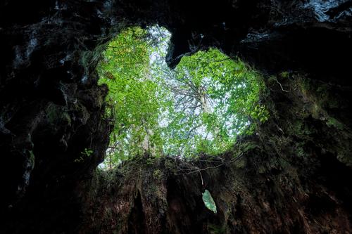 Gotoトラベル事業支援対象 フリーチョイス 屋久島 縄文杉ヤクスギランドへの登山口に近く 観光の拠点に便利な 屋久島グリーンホテル 泊 3泊4日 朝夕食付き Jal利用 座席指定 マイル加算可 羽田発4日間屋久島ツアー 海外ツアー 国内ツアーなら 旅工房