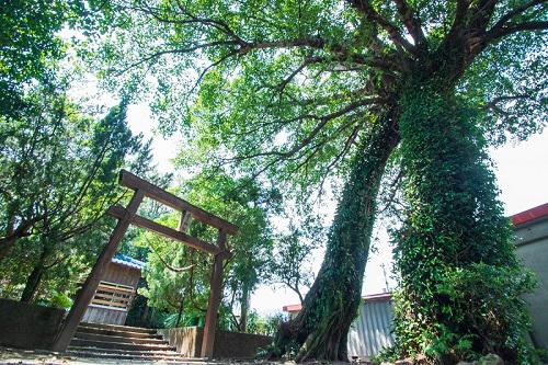 屋久島 鹿児島県 ツアー関空発 4泊5日間 ペンションシーフォレスト Peach ｍｍ Okx46mm5 Y00 Sgl Tbk Ap 国内ツアー 国内旅行なら 旅工房