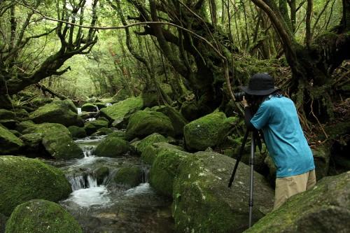 屋久島 鹿児島県 ツアー関空発 4泊5日間 The Hotel Yakushima Ocean Forest Peach ｍｍ Okx46mm5 Y04 N5 Tbk Ap 国内ツアー 国内旅行なら 旅工房