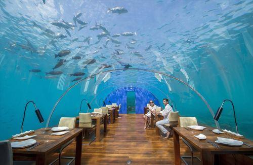 今なら運が良ければイルカに会えるツアー付き 3泊以上宿泊 福岡発 水中レストランが大人気 コンラッドモルディブ 水上ヴィラ ご宿泊 シンガポール航空利用 モルディブ3泊5日間 福岡発5日間モルディブ アイランドリゾート ツアー 海外ツアー 国内