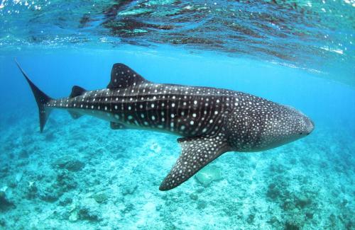 旅工房限定リゾートクレジット ジンベエシュノーケリング 朝食付き 福岡発 遠浅のラグーンに囲まれたラグジュアリーリゾート ラックスモルディブ 水上ヴィラ ご宿泊 大韓航空利用 モルディブ3泊6日間 福岡発6日間モルディブ アイランドリゾート